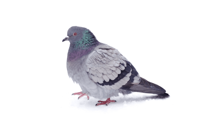 Side view of pigeon on white background Bird Control Wales E& C Pest Contol