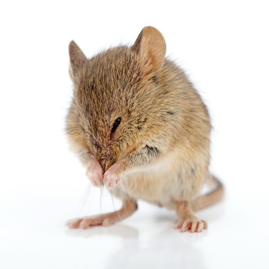 House mouse cleaning himself
