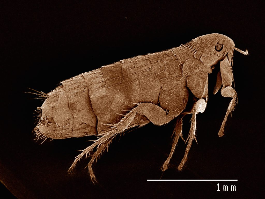 Scanning electron micrograph of the head of a flea (siphonaptera)